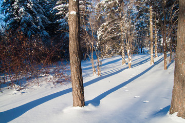 Trees in winter forest with snow