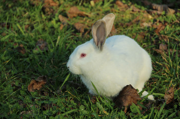 White rabbit