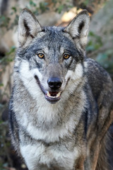 Naklejka na ściany i meble Grey Wolf (Canis lupus)