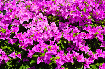 Bougaville purple flowers close up in daylight