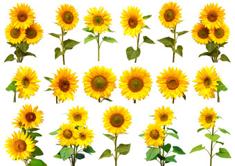 Sunflowers collection on the white background.