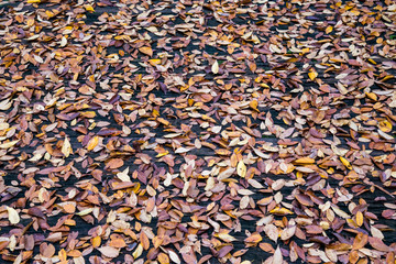 木の床と落ち葉