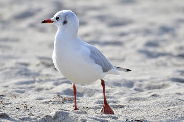 Lachmöwe am Strand