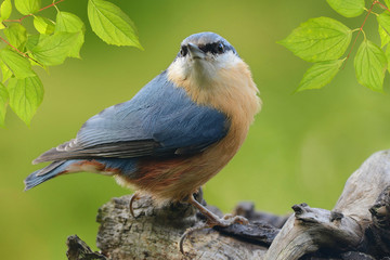 Vögel 53