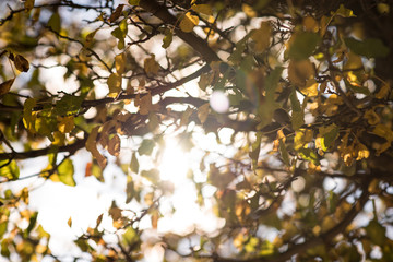 Sun in leaf