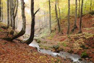 Stream in beech forest in a golden autumn in the Carpathians.