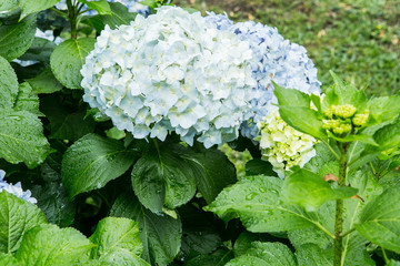 Hydrangea beautiful flower native to South and East Asia