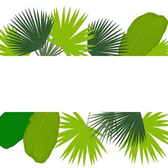 Palm leaves on a white background. Greeting card.Vector.