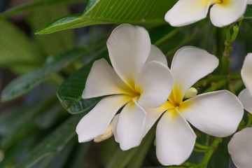 Obraz na płótnie Canvas Flower (Plumeria flower)