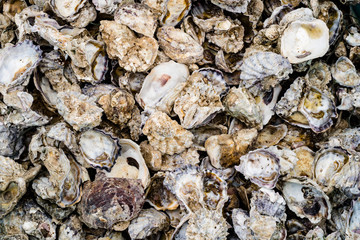 Oyster shells that have been unwrapped in one or both cases as a background and viewed from above.