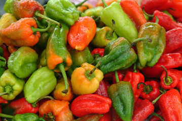 Various colors of bell pepper