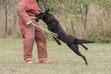 berger hollandais en ring