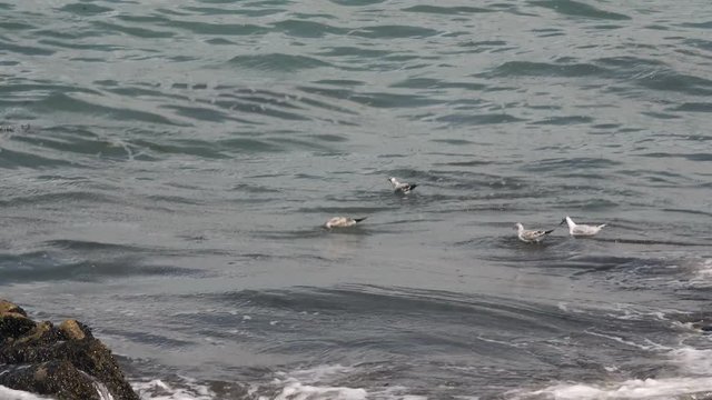 Seagulls bopping on waves
