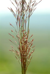 Fototapeta premium Grass is beautiful