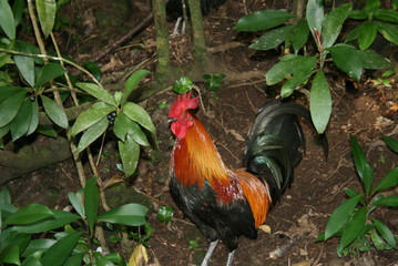 Wild Rooster