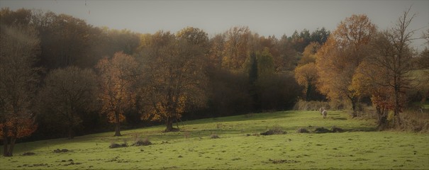 couleurs d'automne