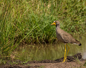 Lapwing bird 
