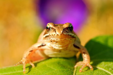 Frog on grass, focus on eye.