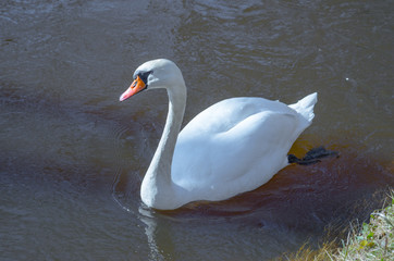 Swan floating in the river