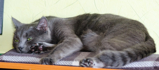 Naklejka na ściany i meble The green-eyed gray cat lying on the table