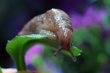 Slug