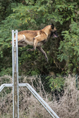 berger belge malinois en ring