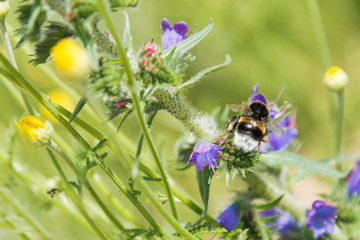 bee sits on a flower rapeseed