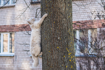 Fototapeta na wymiar White cat climbs a tree