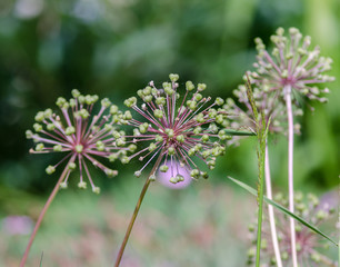 Firework Plant