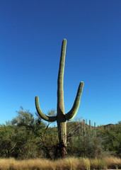 Beautiful Saguaro