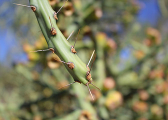 Arizona cactus