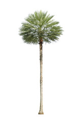 Fototapeta premium Palm tree isolate on white