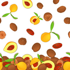 Vector illustration of falling nutmeg nuts. Background of a spicy nut. Pattern of a nutmeg fruit in the shell, whole, shelled, leaves appetizing looking for packaging design of healthy food