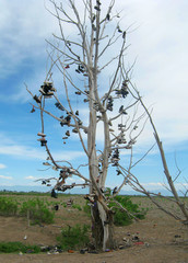Shoe tree