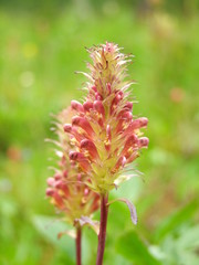 Wild Mountain Flower