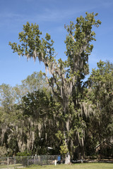 Spanish moss growing on a tree Florida USA - October 2016 - Spanish moss Tillandsia usneoides clings to the branches of a tree
