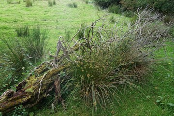 Saftig grüne Wiese mit Grasbüscheln und eingewachsene Baumwurzeln in Nordirland 