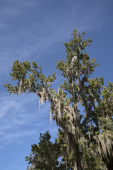 Spanish moss growing on a tree Florida USA - October 2016 - Spanish moss Tillandsia usneoides clings to the branches of a tree