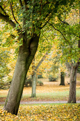 Herbstwald 