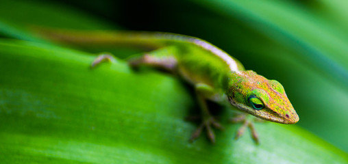 Lizard