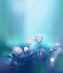 Fototapeta premium Wiosenne białe kwiaty leśne pierwiosnki na pięknym niebieskim tle. Makro. Niewyraźne delikatne tło błękitnego nieba. Tapeta na pulpit kwiatowy tło pocztówka. Romantyczny delikatny delikatny obraz artystyczny.