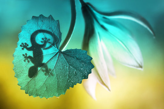 Lizard shadow on green sheet close-up macro. Lizard and a flower on a beautiful soft turquoise and yellow background summer outdoors. Very nice stunning artistic image. Desktop wallpapers, postcard.
