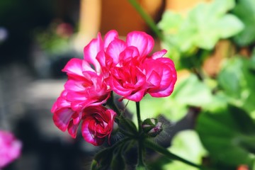 Pink flower