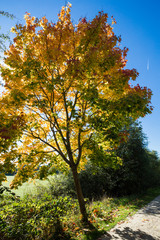 Naklejka premium Automn