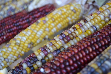 indian corn closeup