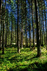 Fototapeta na wymiar Sonniger Wald in Österreich