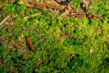 Sonniger Waldboden mit Moos