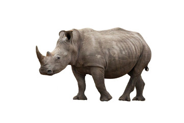 Fototapeta na wymiar Rhinoceros isolated