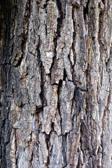 Obraz premium Juglans nigra