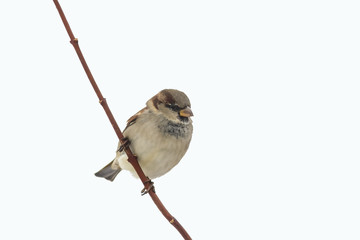 one bird Sparrow sitting on a tree branch in the Park on a  isolated background